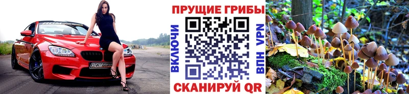 купить закладку  Бологое  Псилоцибиновые грибы GOLDEN TEACHER 